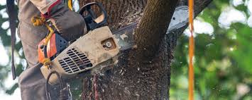 Best Tree Trimming and Pruning  in Shiprock, NM