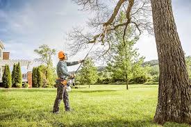 Best Tree Preservation Services  in Shiprock, NM