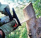 Best Storm Damage Tree Cleanup  in Shiprock, NM