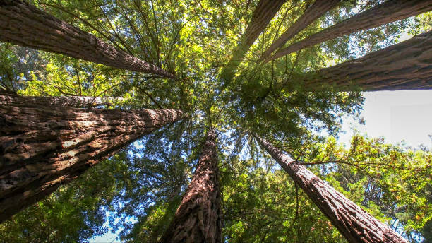 Best Arborist Consultation Services  in Shiprock, NM
