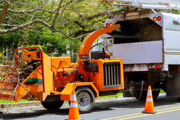 Trusted Shiprock, NM Tree Removal Experts