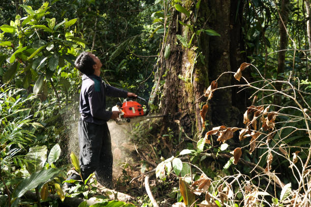 Best Tree Maintenance Programs  in Shiprock, NM