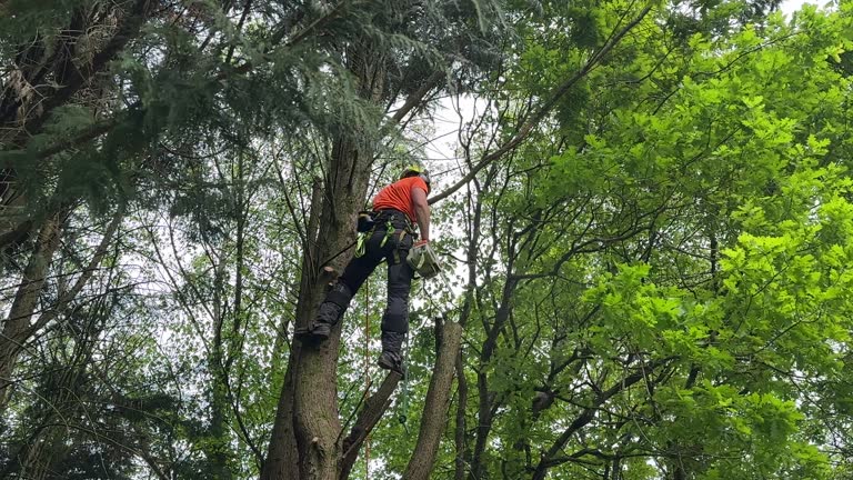 Best Tree and Shrub Care  in Shiprock, NM
