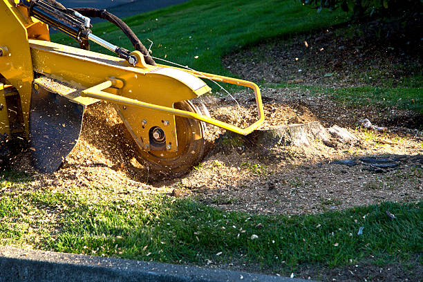 Best Pest Control for Lawns  in Shiprock, NM