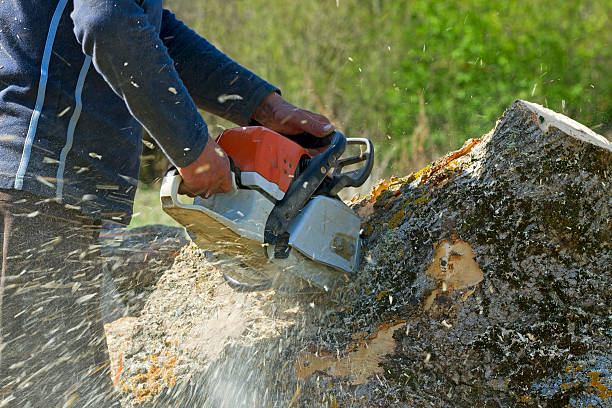 Best Tree Risk Assessment  in Shiprock, NM