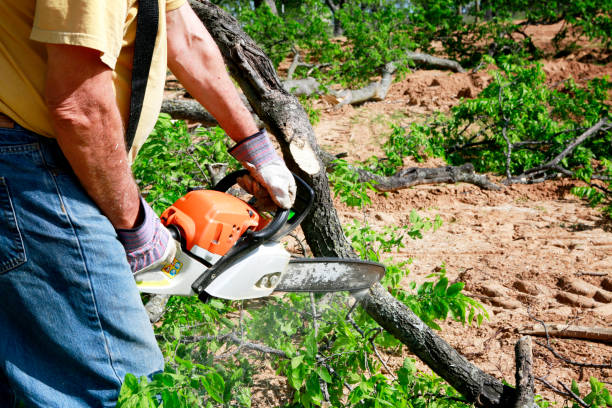 How Our Tree Care Process Works  in  Shiprock, NM